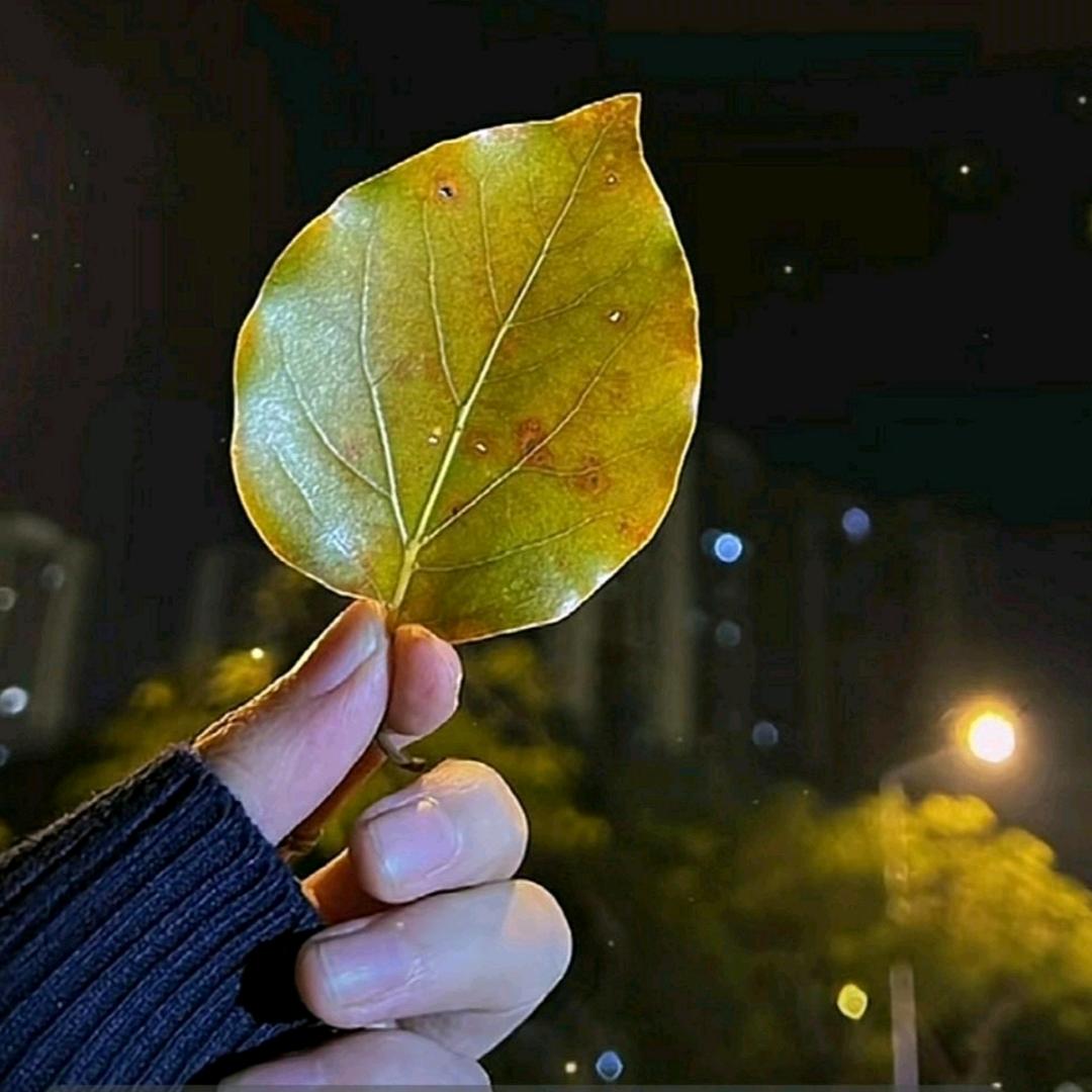 ✨柠檬🍋