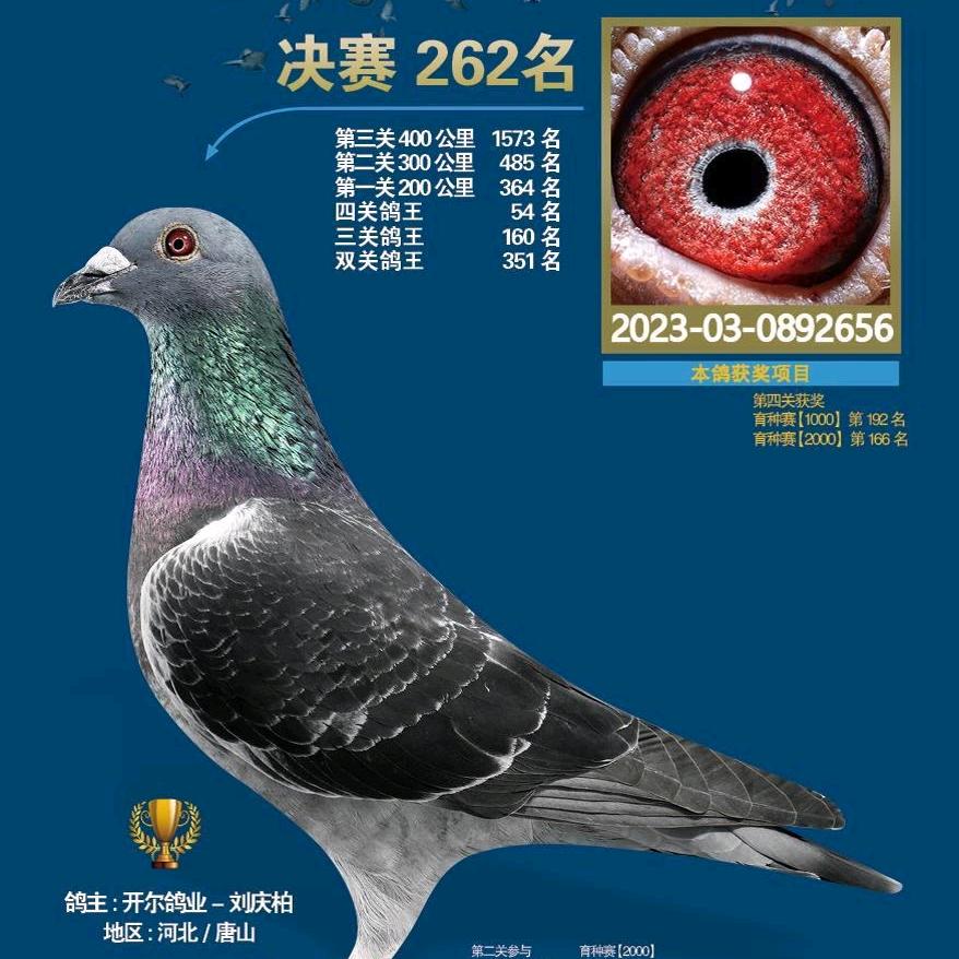 金翼翔盛赛鸽团队