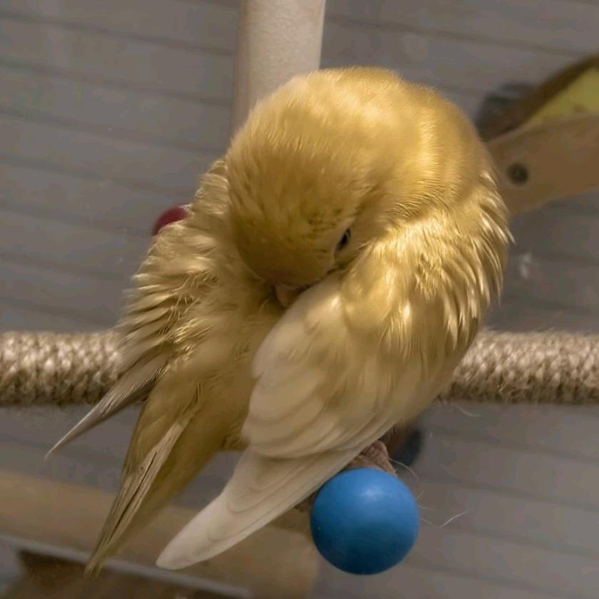 松宝小肥鸡
