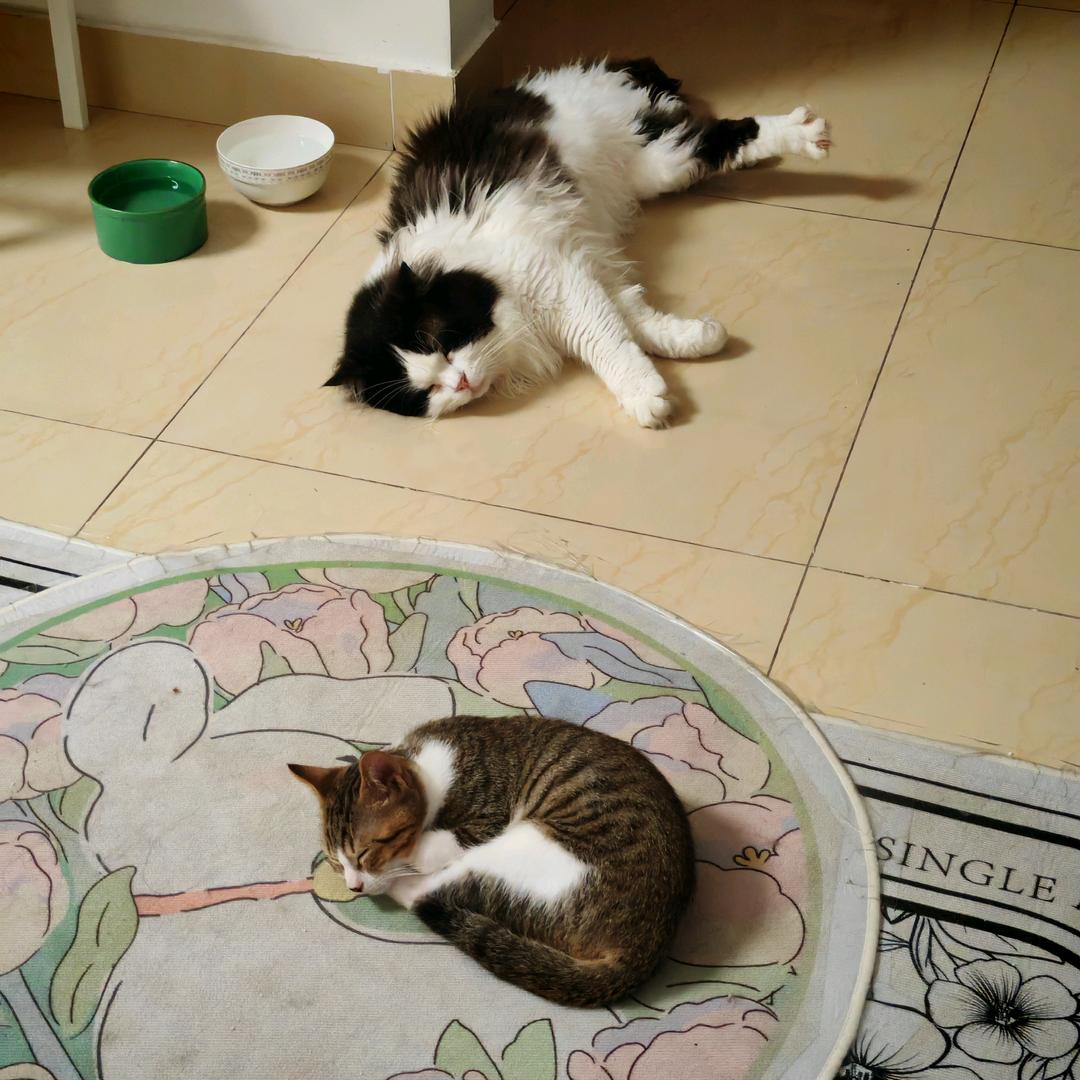 大咪和小咪的日常