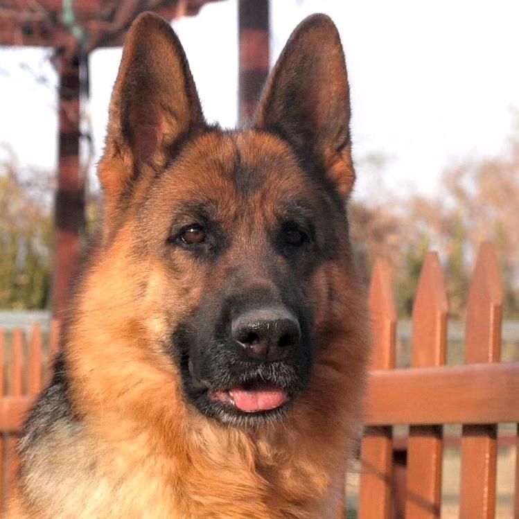 新狼王犬舍家的慕荷