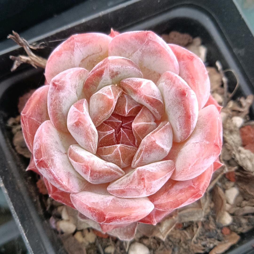 友洋花卉创意生活坊