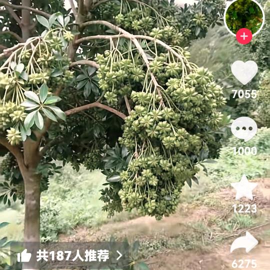 籥***