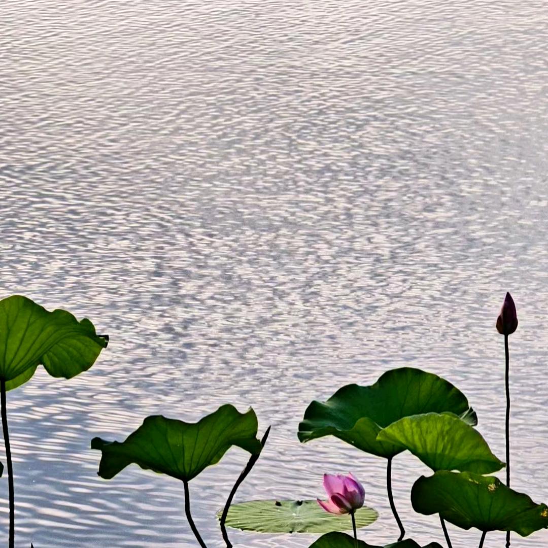 财源广进步步高升🌻