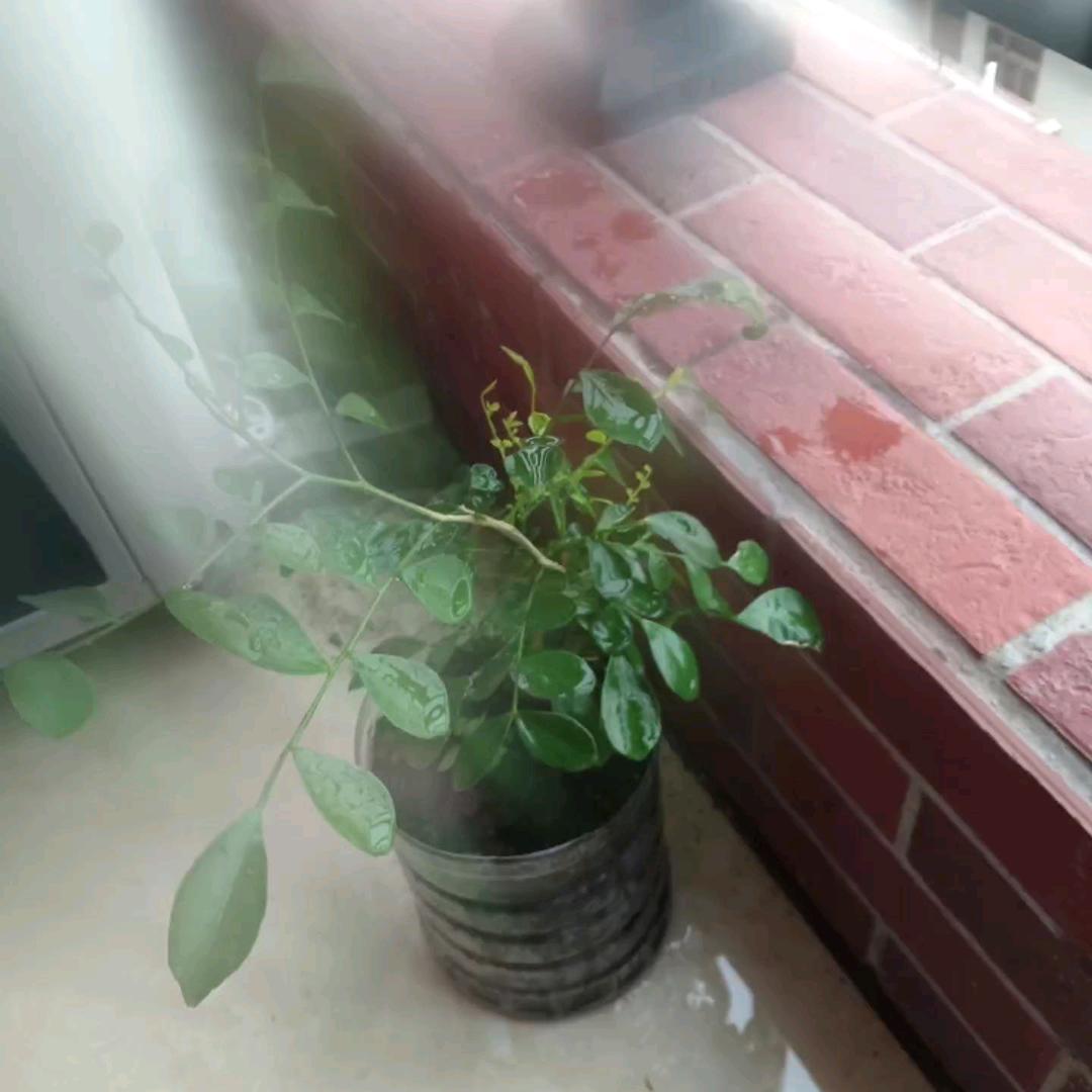 感恩的心！