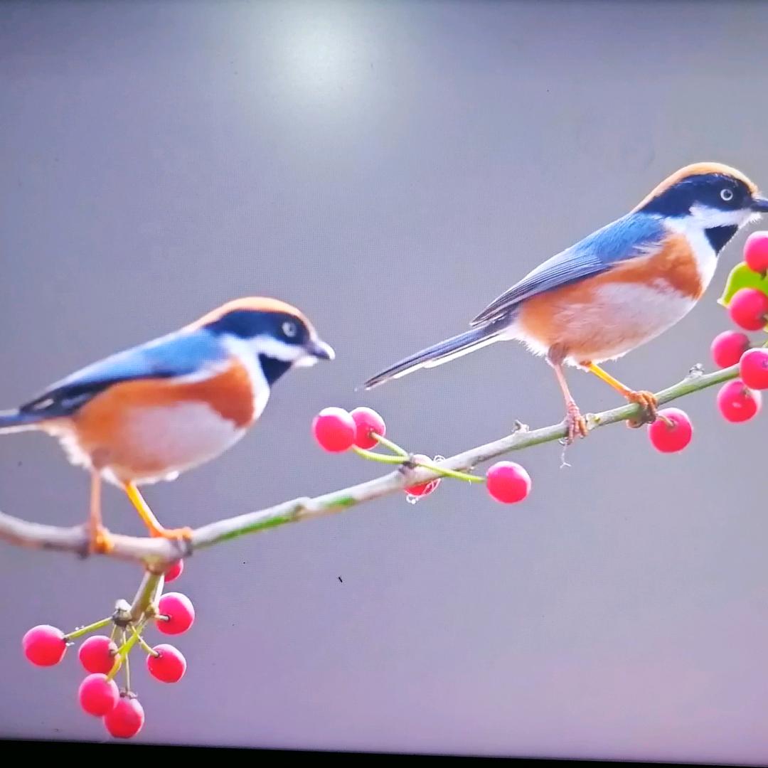 梦幻人生