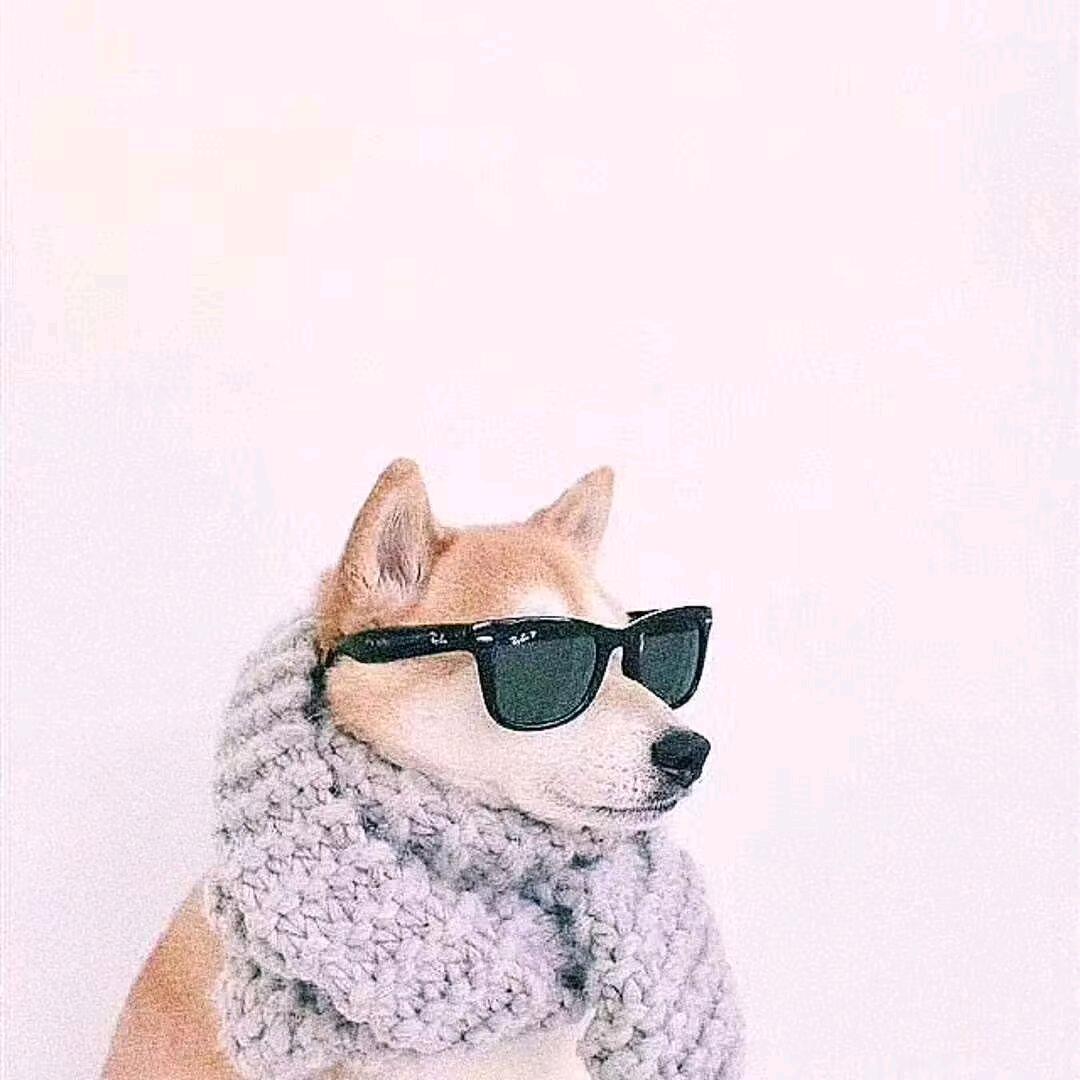 🐻