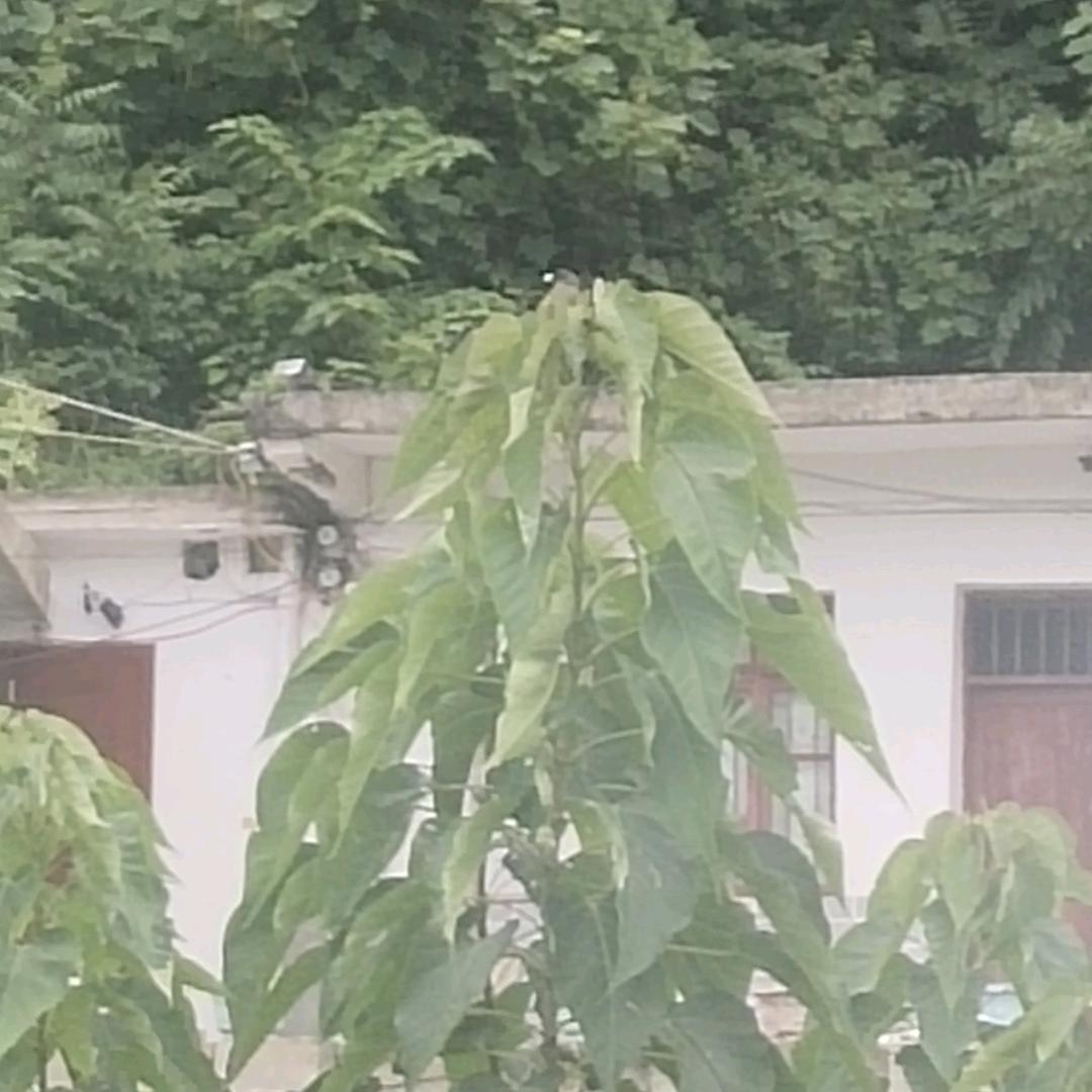 有想才有梦