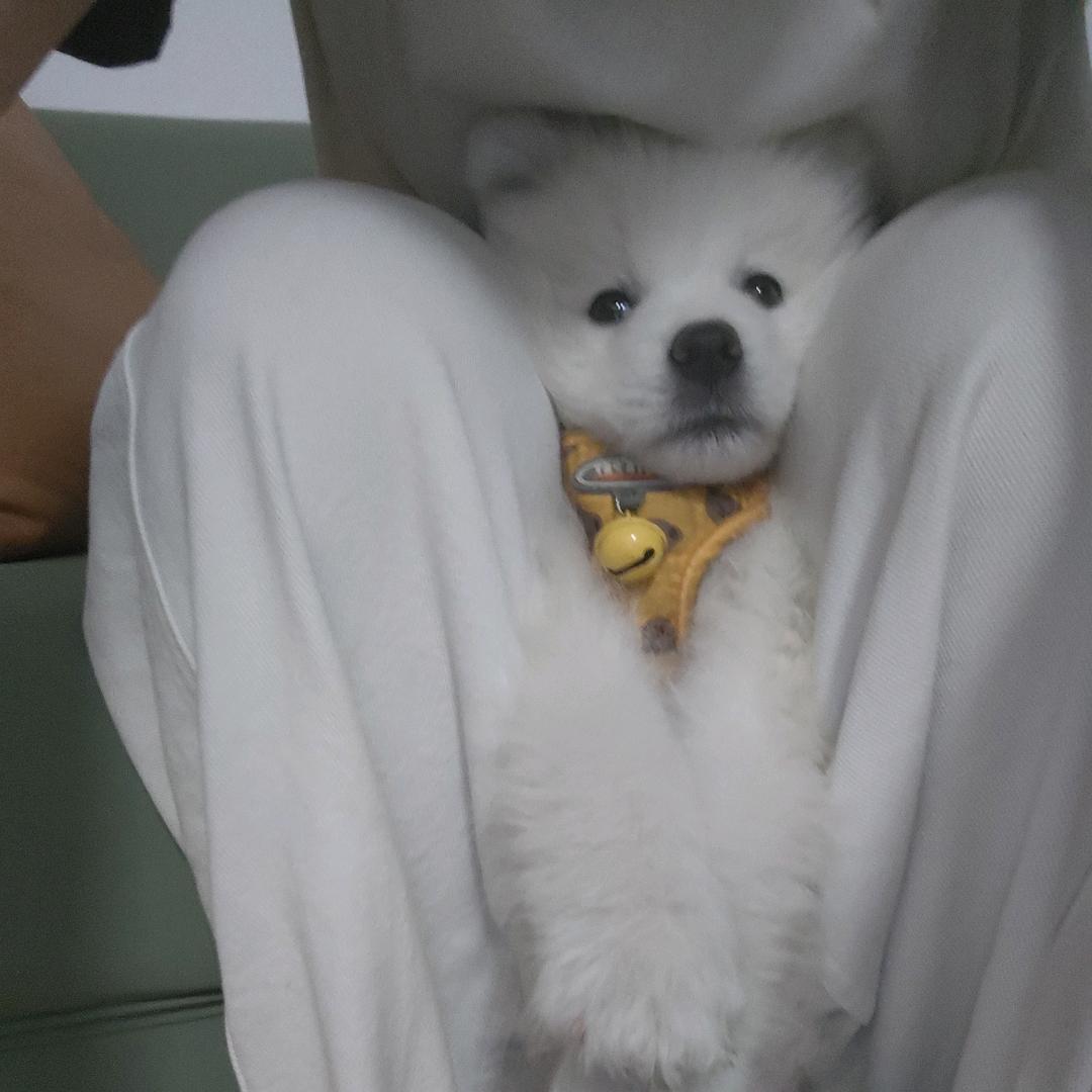 发发是只萨摩耶