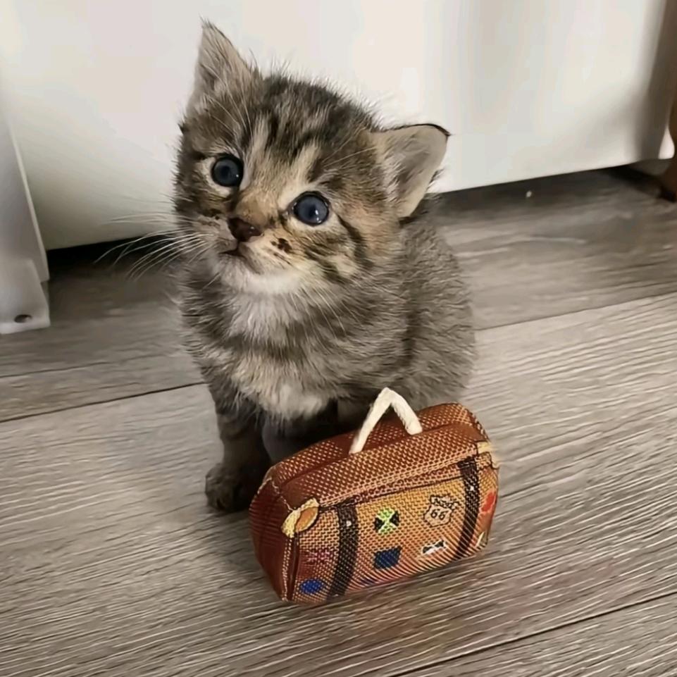 🐾