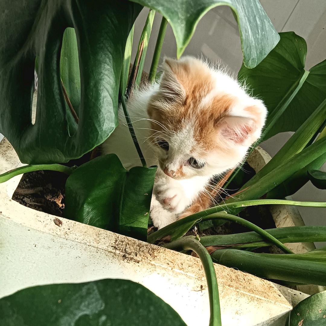 种草猫