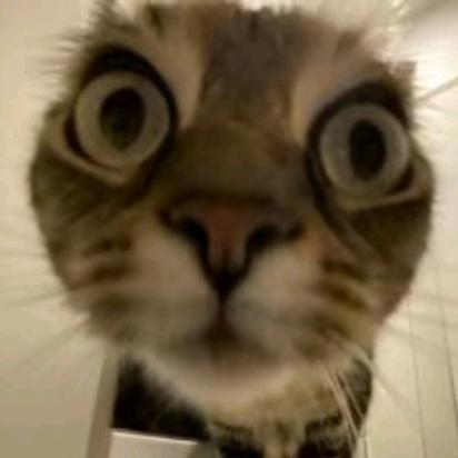山里灵活的猫🐱