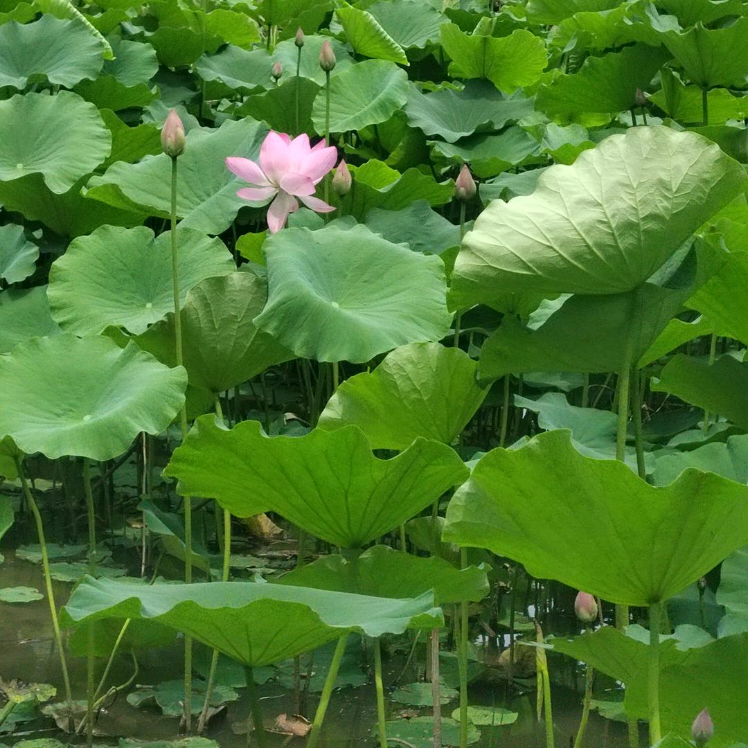 ᥫᩣ一米阳光ঞ[太阳]