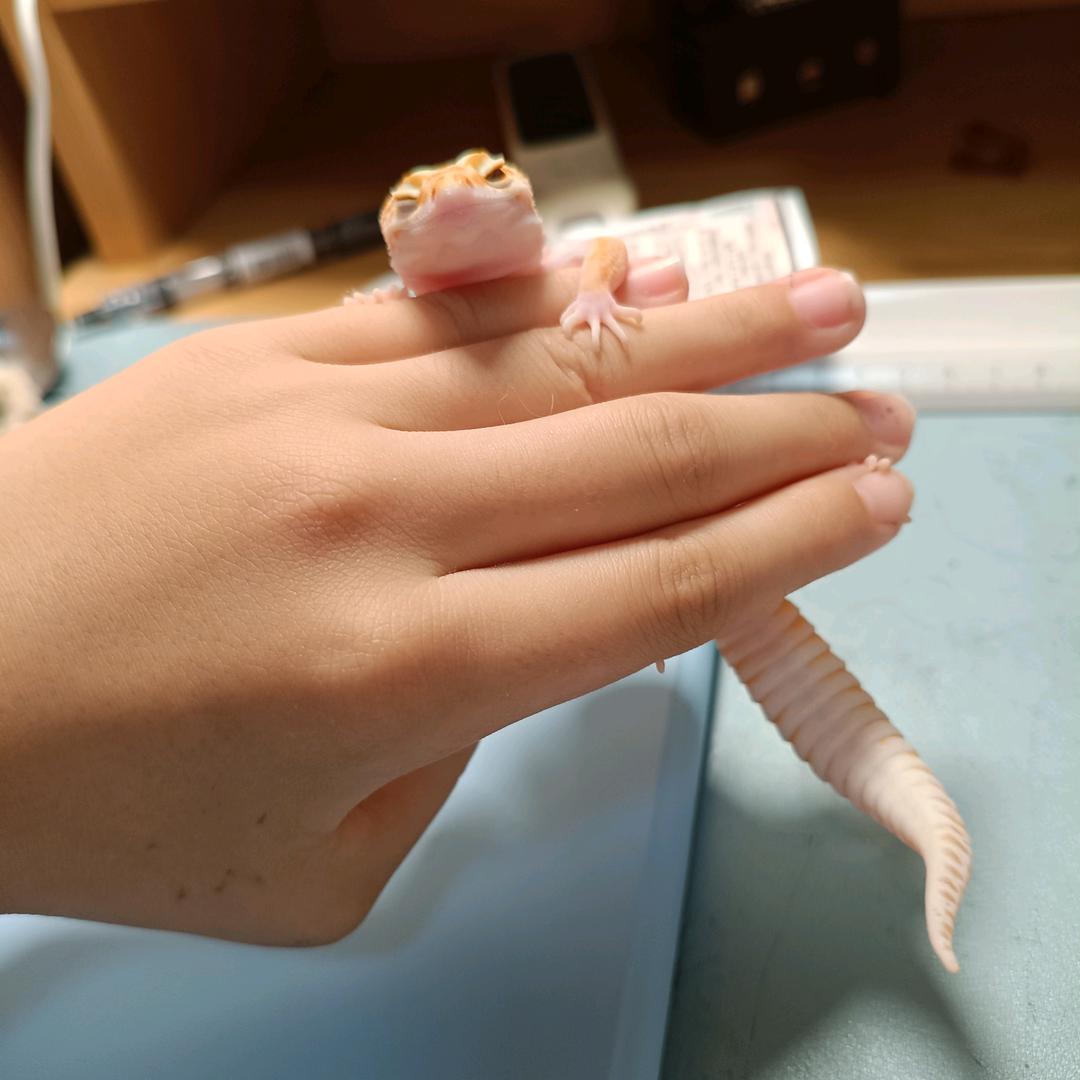 亚马逊猛兽头像