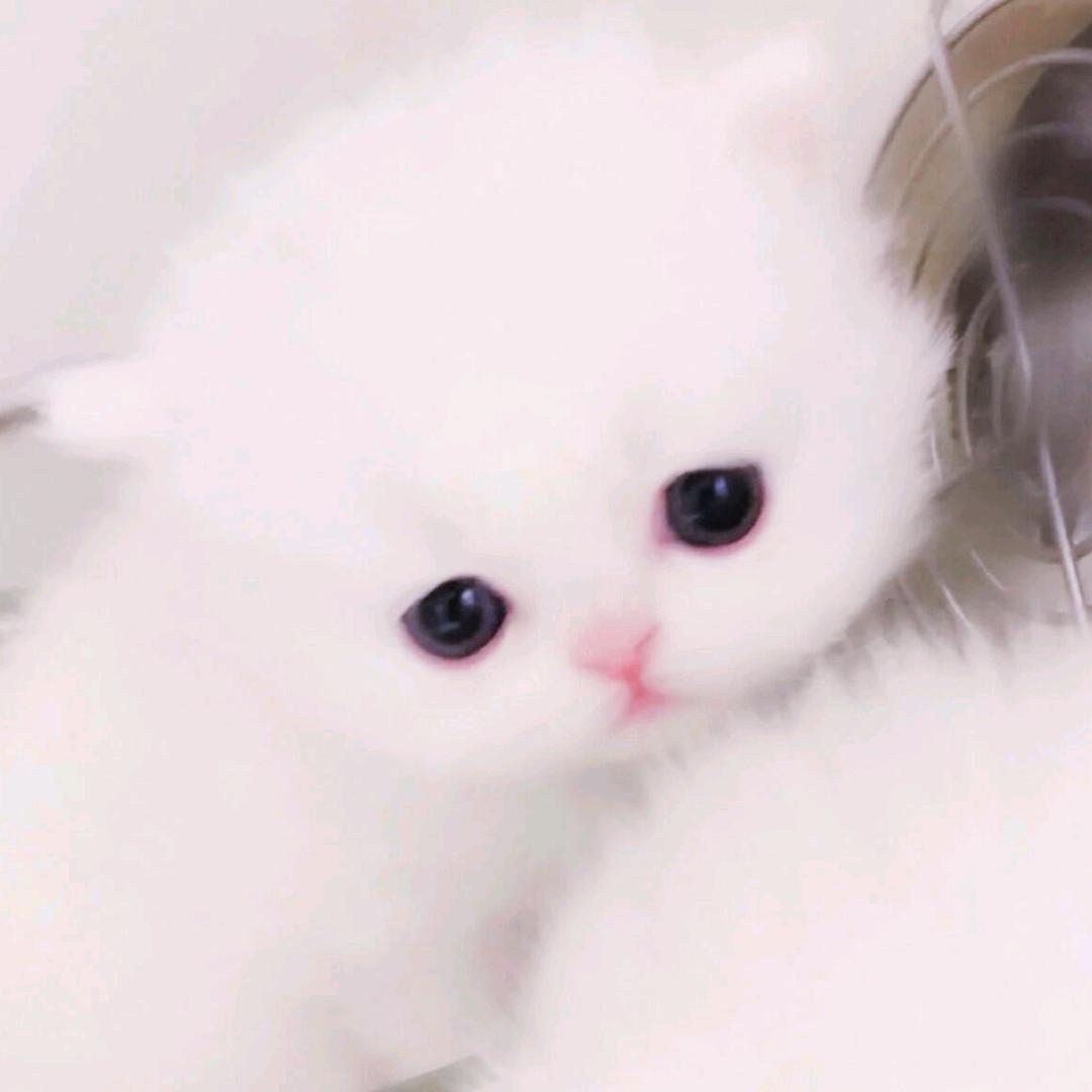 qwq