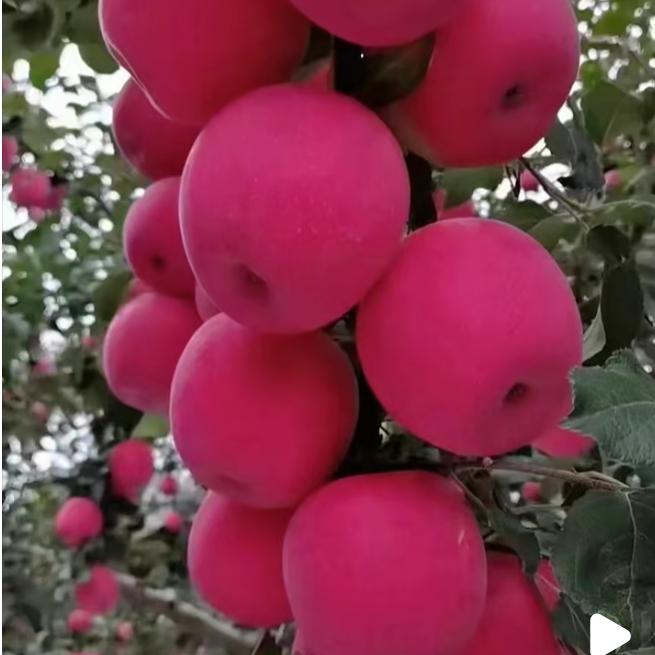 🍎🍎君为红颜醉🍒🍒