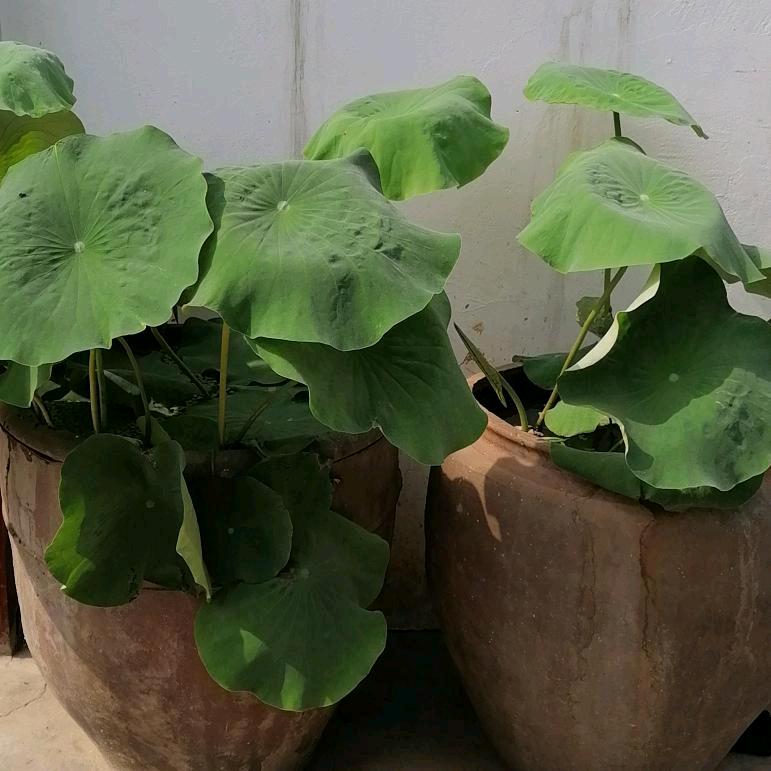 淅川县上集镇周岭村周章伟红白喜事一条龙