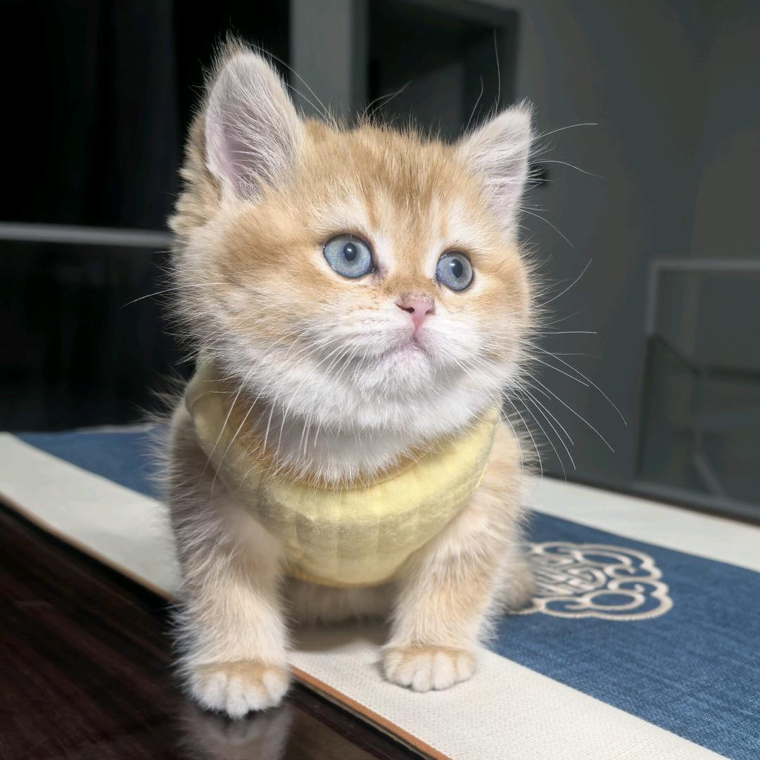 大橙子是只金渐层