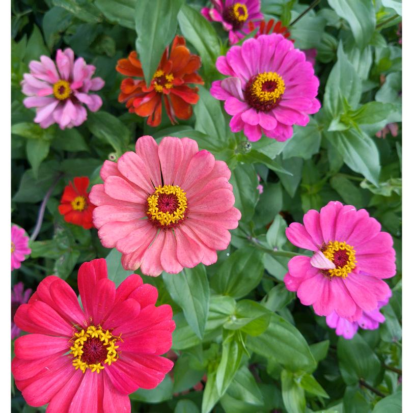 LᎭₑ꯭兜李有糖ꦿ💓࿐ᩚ