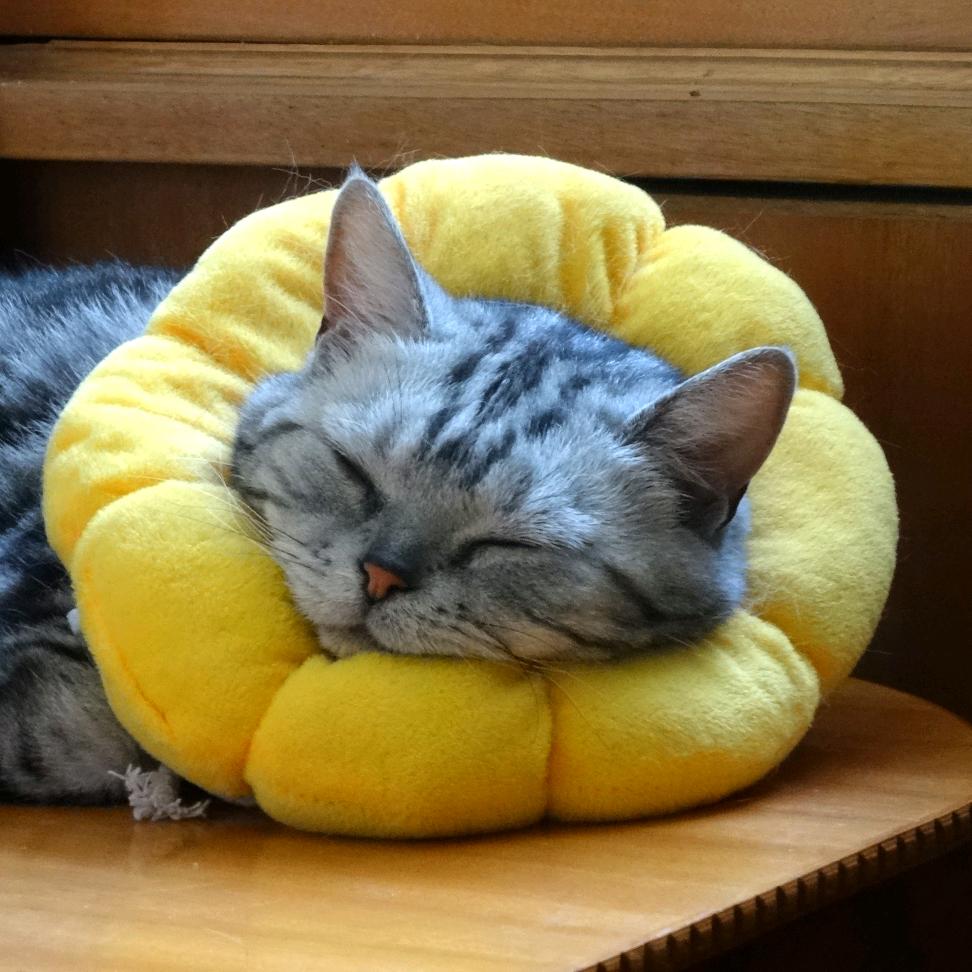 呆呆没有罐头鱼