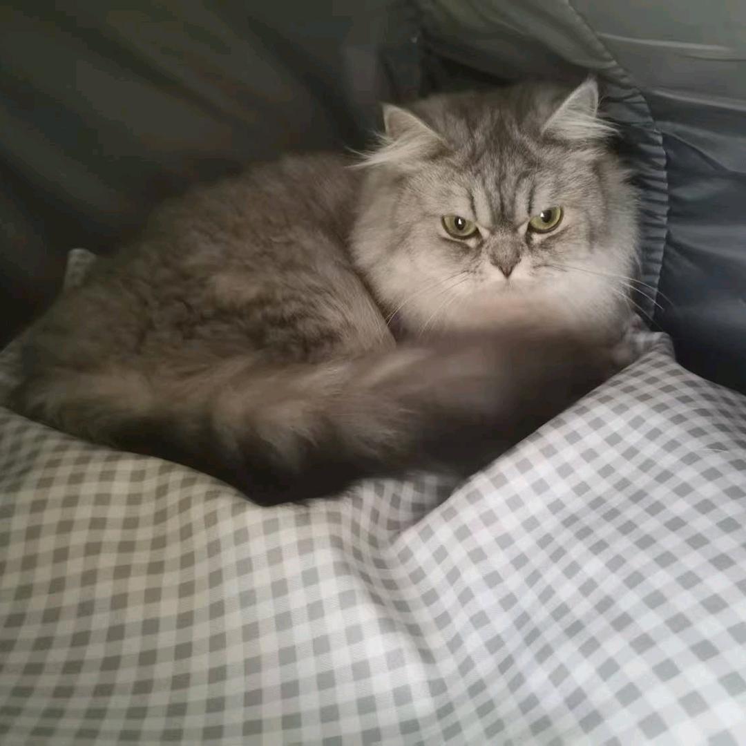七夕是一只猫