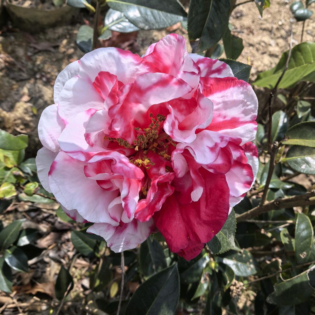 临翔区阿李花圃