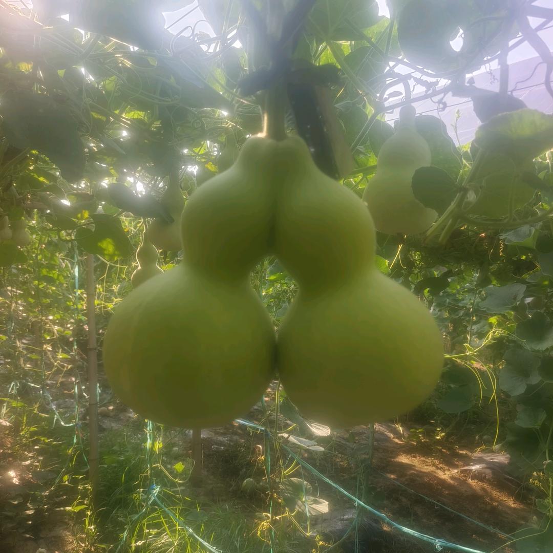葫芦小江哥