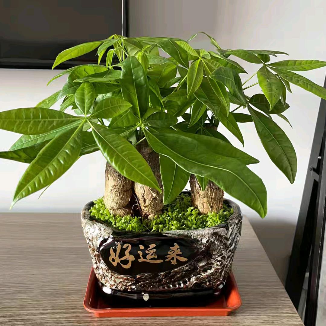 森林168🇨🇳