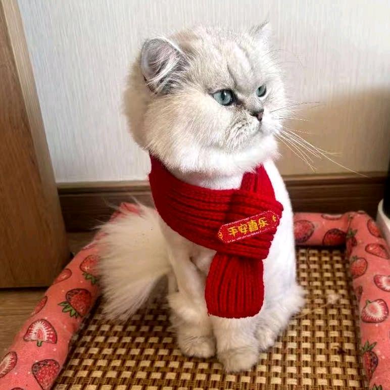 肥老师的喵喵们