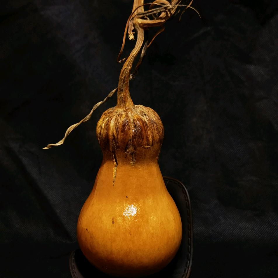 葫芦界的໊ོ小师姐᭄ꦿ໌້ᮨ