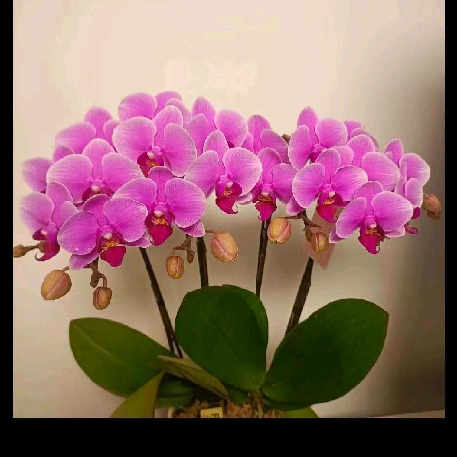 健康快乐     赵