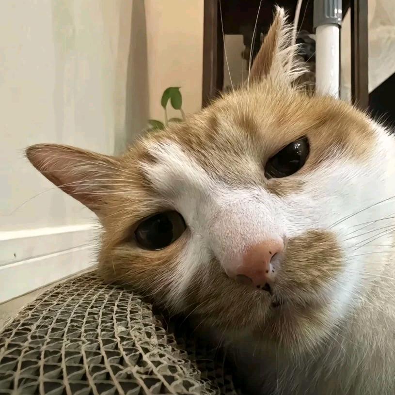 爱裤裤子