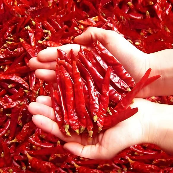 辣椒源头🌶️🌶️🌶️688