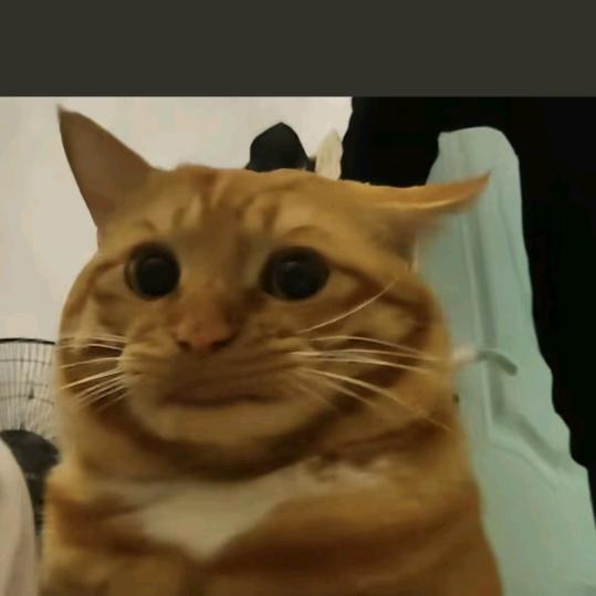 鸢尾@