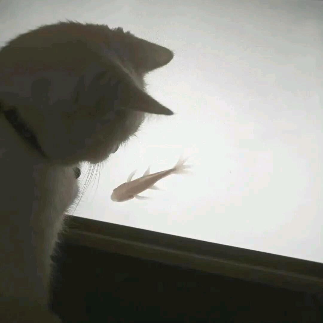 -养只猫.^