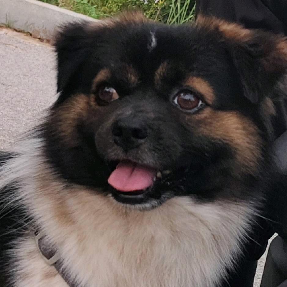 元宝不是狗🐶