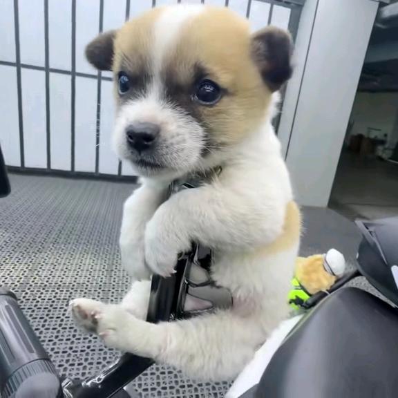 萌宠日记