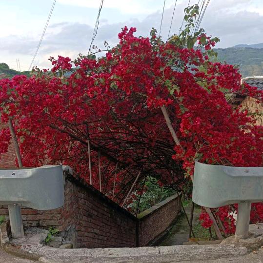 我把良心喂了狗