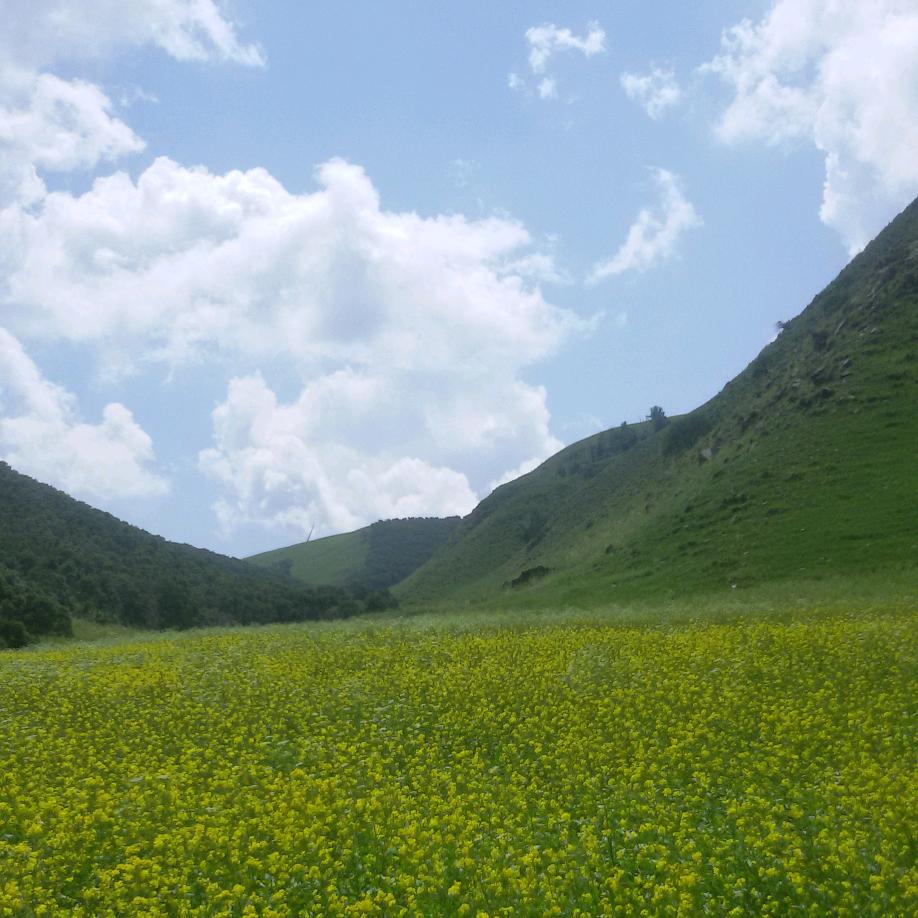 我美丽的家鄕科尔沁