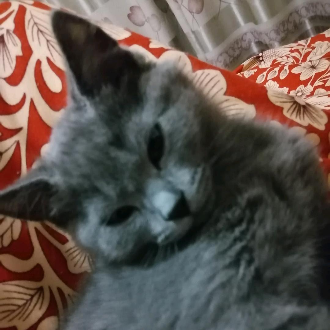 (ɔˆ ³(ˆ⌣ˆc)文🌈