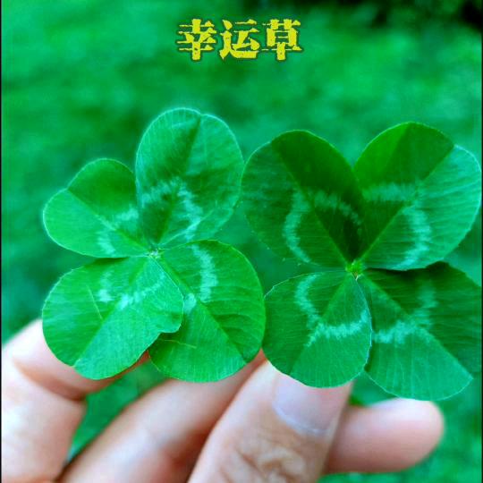 康乐🍀久久🌹