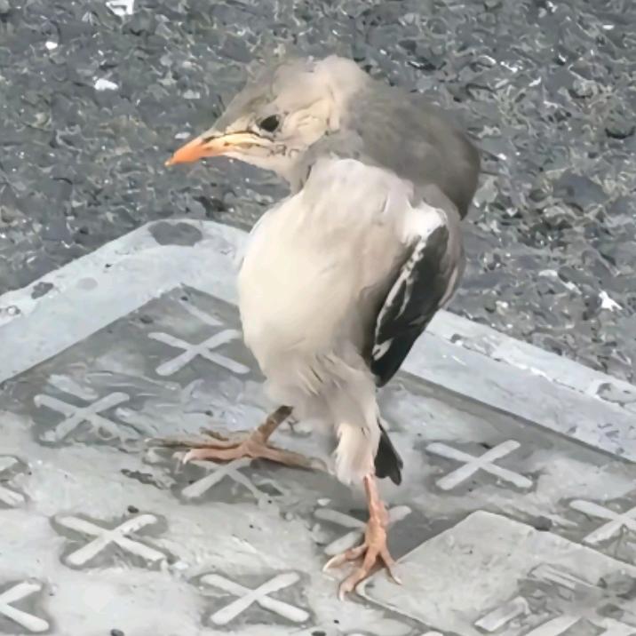不将就