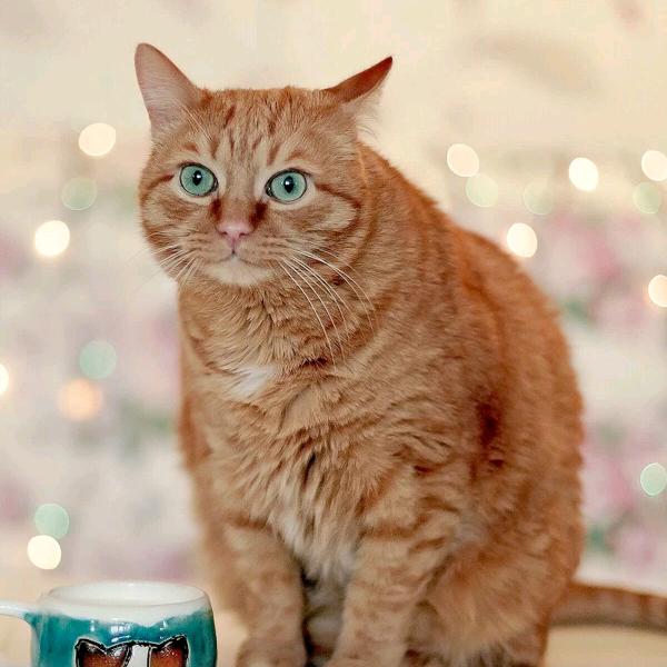 用户6084113364146平安是福