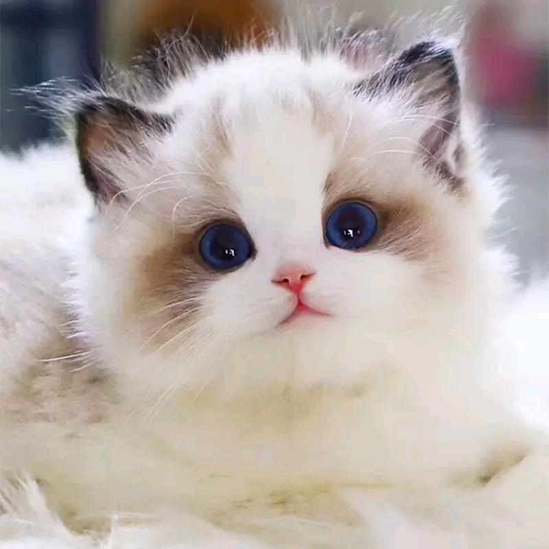 小猫咪丶东方一