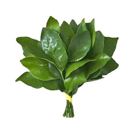 斗破苍穹