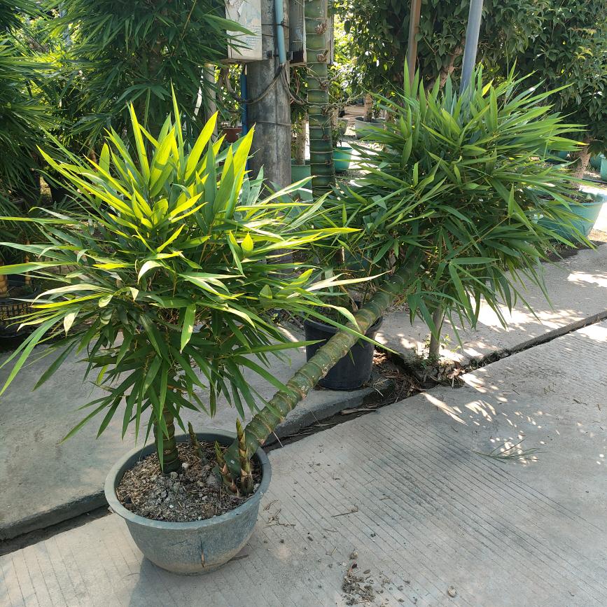 青筠茶语