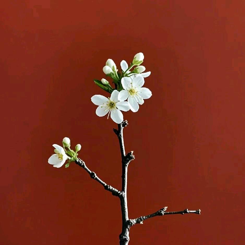潇