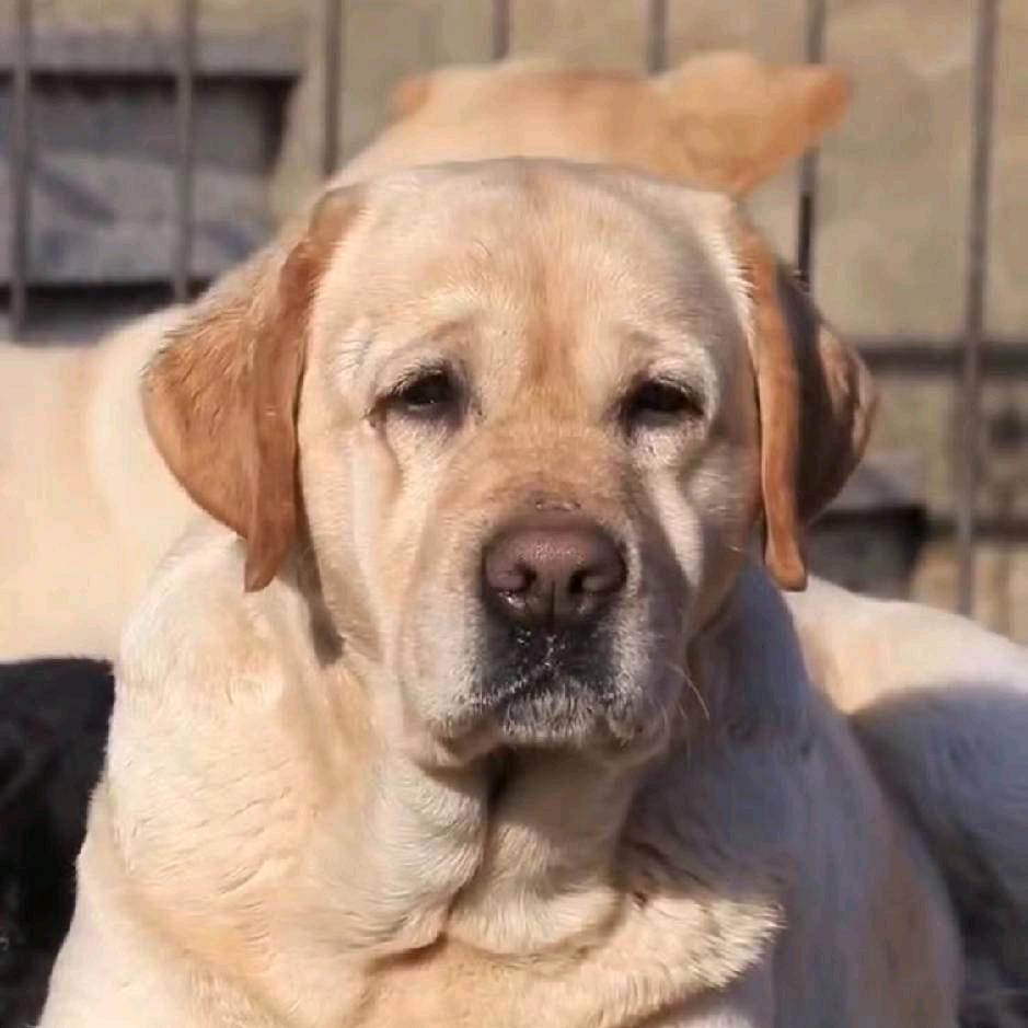 昆明有道云朵赛级拉布拉多