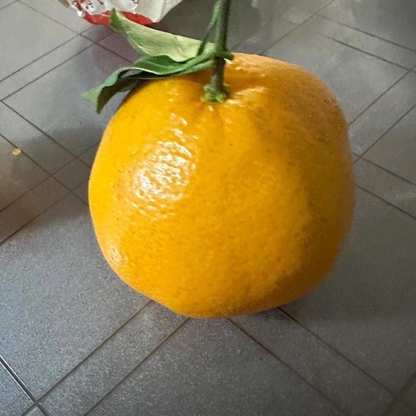 兰苓苓苓苓头像