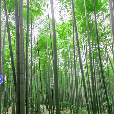 天然楠竹筷子工厂